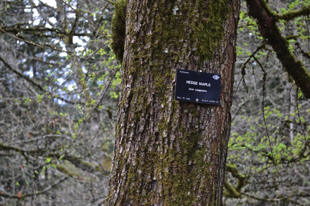 Black tree identification marker